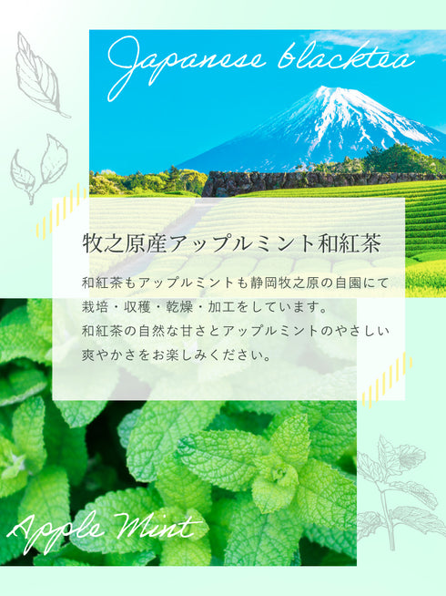 蘋果薄荷 x 日本紅茶茶包 2.5g x 35p